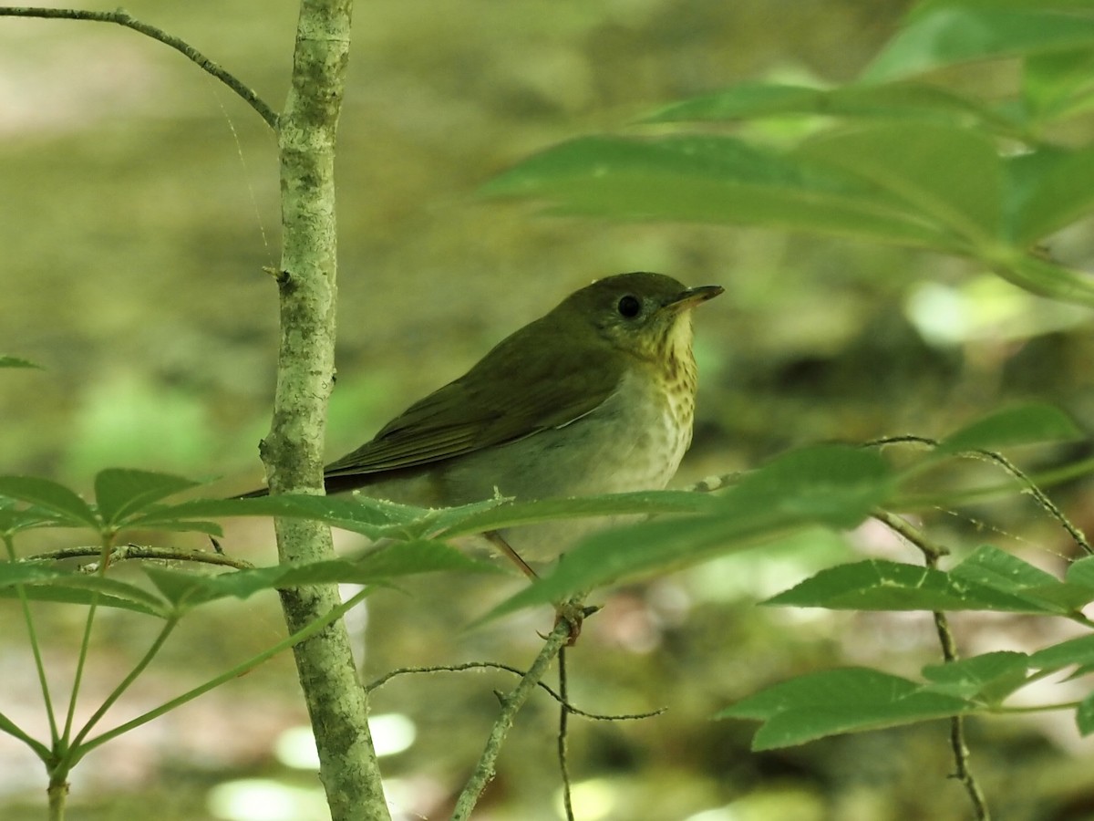 Veery - ML450817741