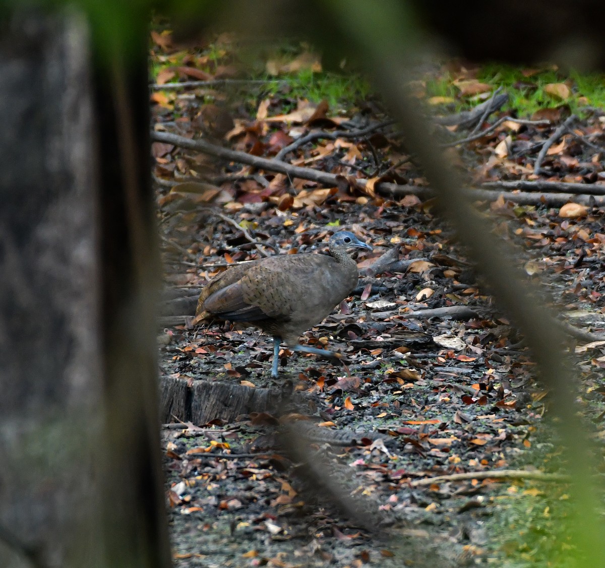 Grand Tinamou - ML450817791