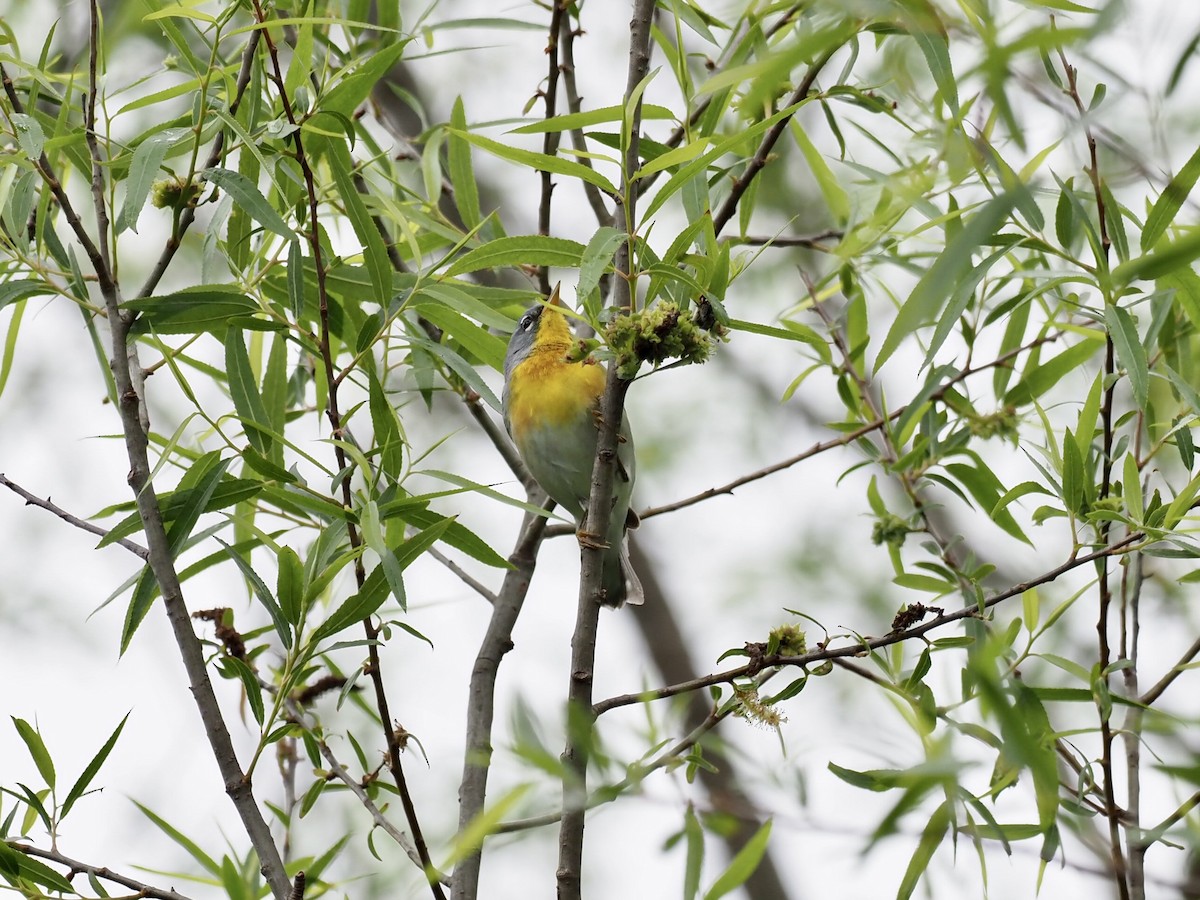 Kuzeyli Parula - ML450818911