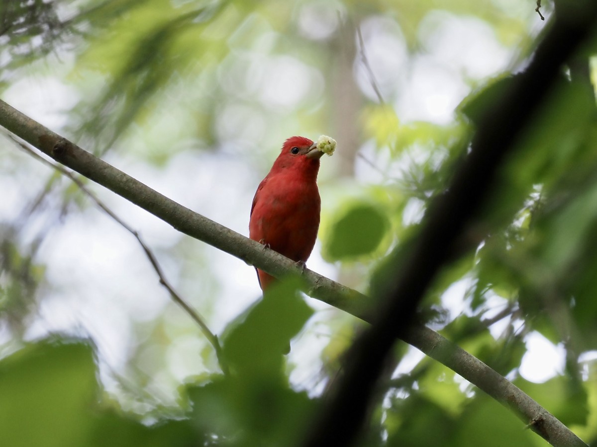 Piranga Roja - ML450819111