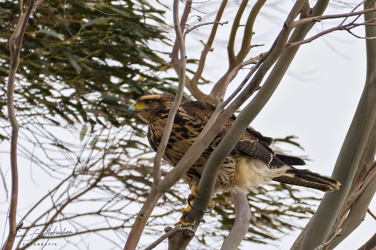 Harris's Hawk - ML450819141