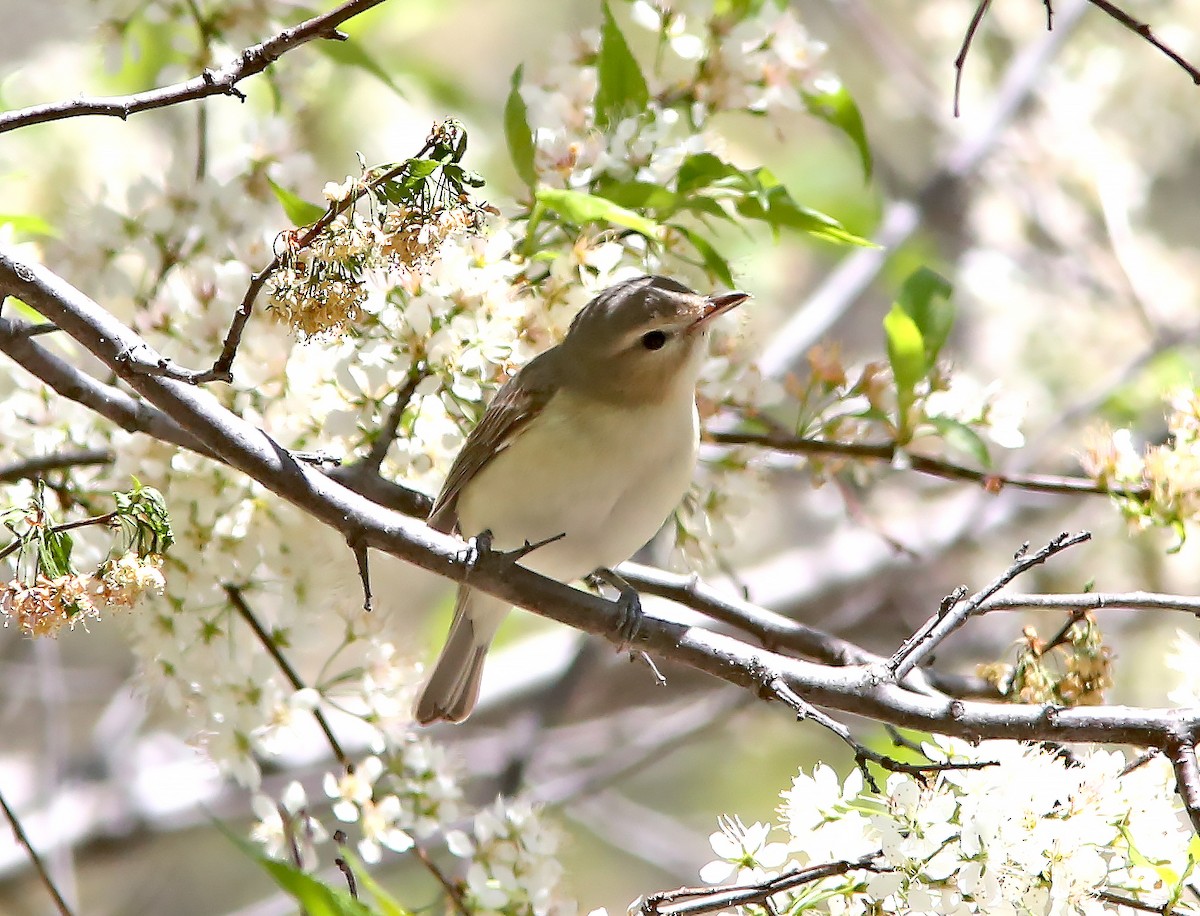 Warbling Vireo - Brad Bergstrom