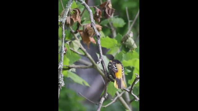 Baltimore Oriole - ML450822901