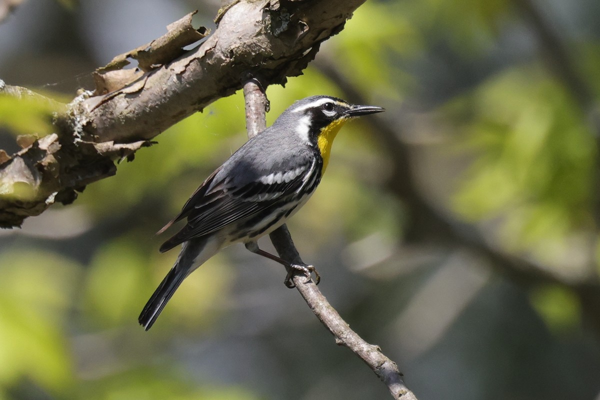 Yellow-throated Warbler - Tim Lenz