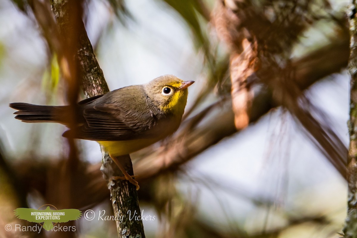 Canada Warbler - Randy Vickers