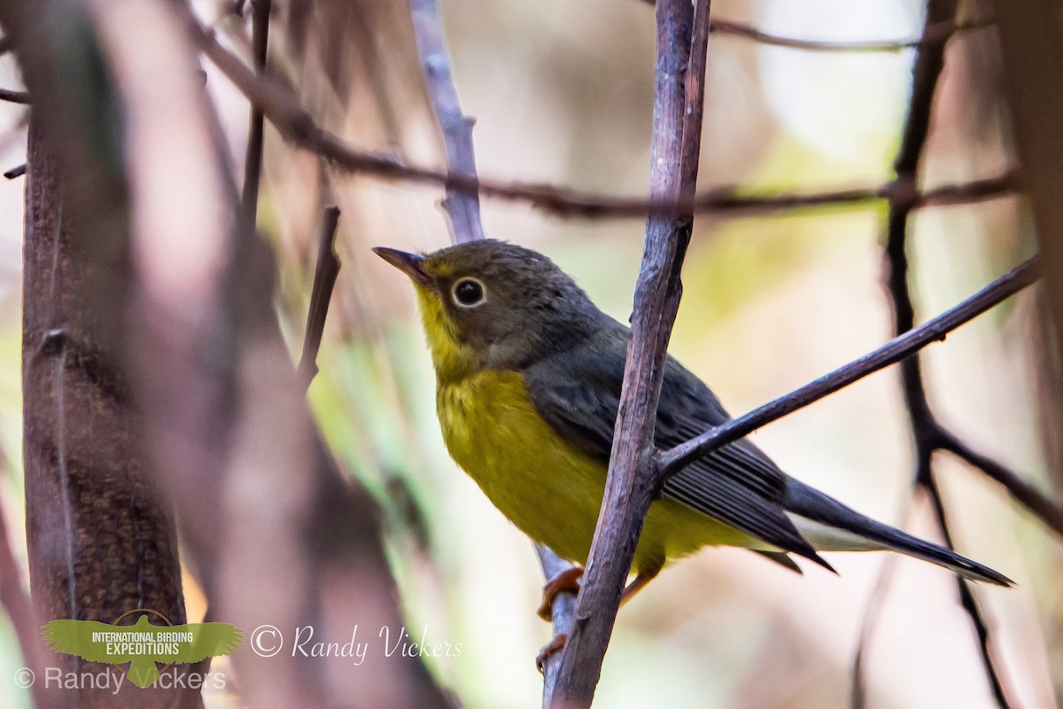 Canada Warbler - Randy Vickers