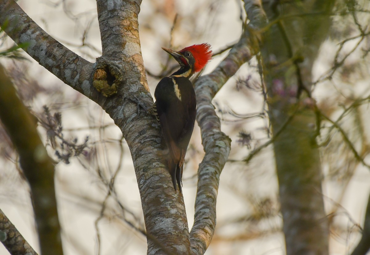 Lineated Woodpecker - Erin  Bowen