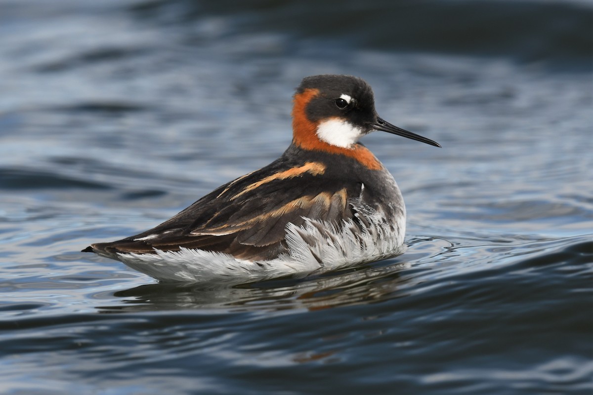 Phalarope à bec étroit - ML450826491