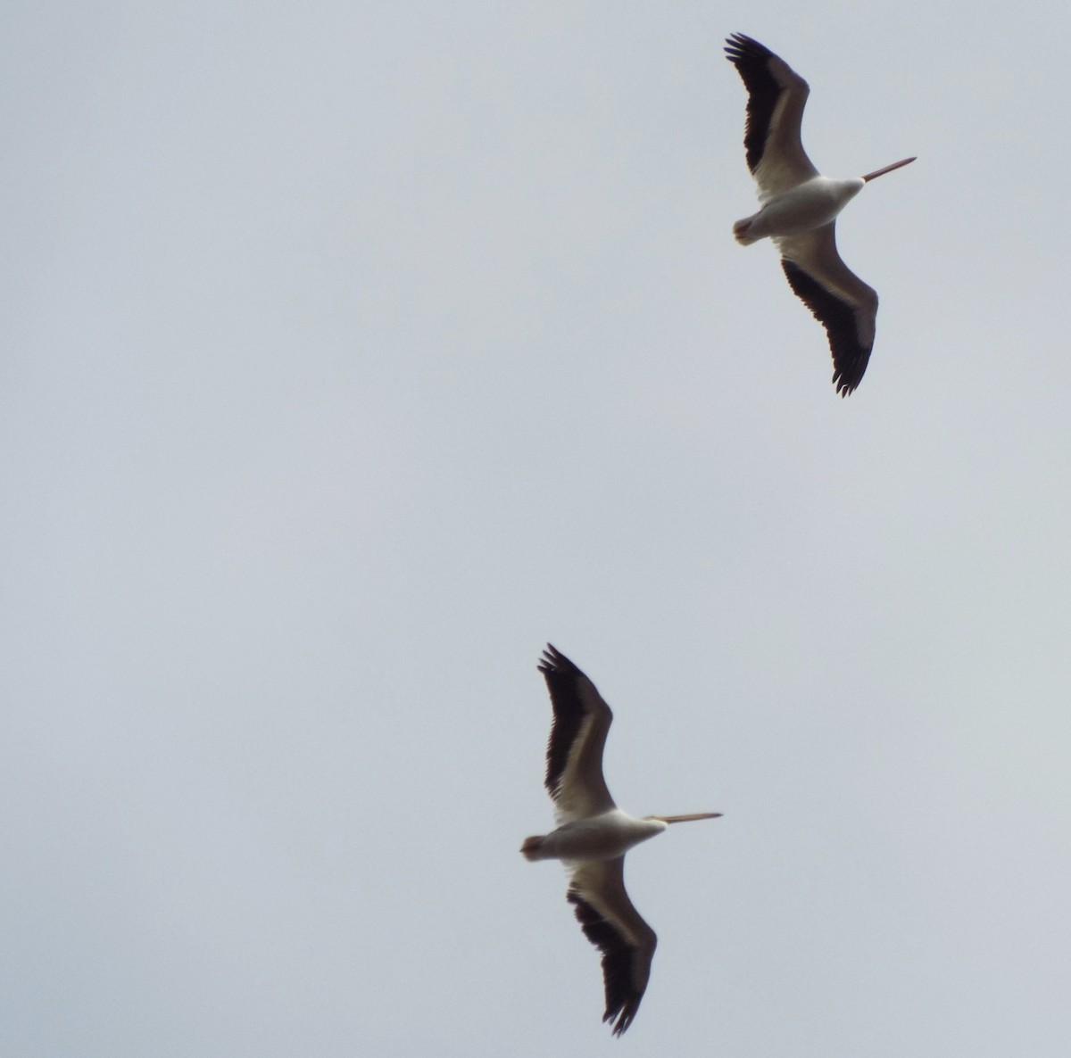 American White Pelican - Laurie Byrd