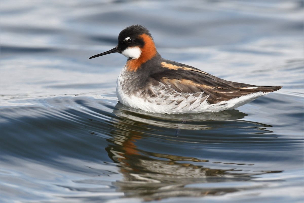 Phalarope à bec étroit - ML450826511