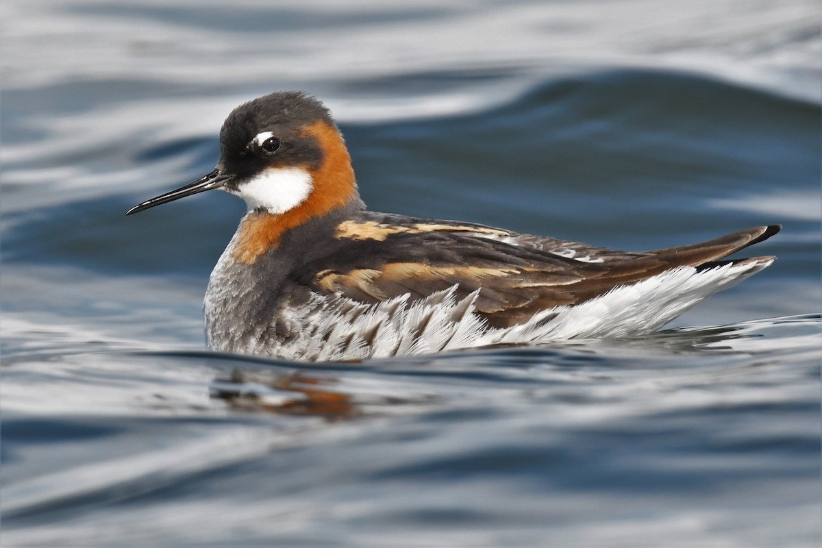 Red-necked Phalarope - ML450826621