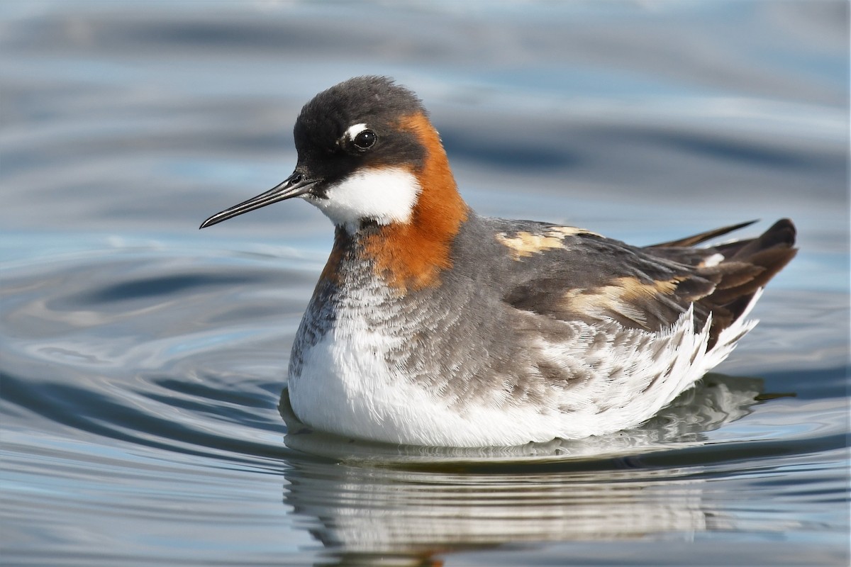 Phalarope à bec étroit - ML450826631