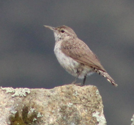 Rock Wren - ML450827011