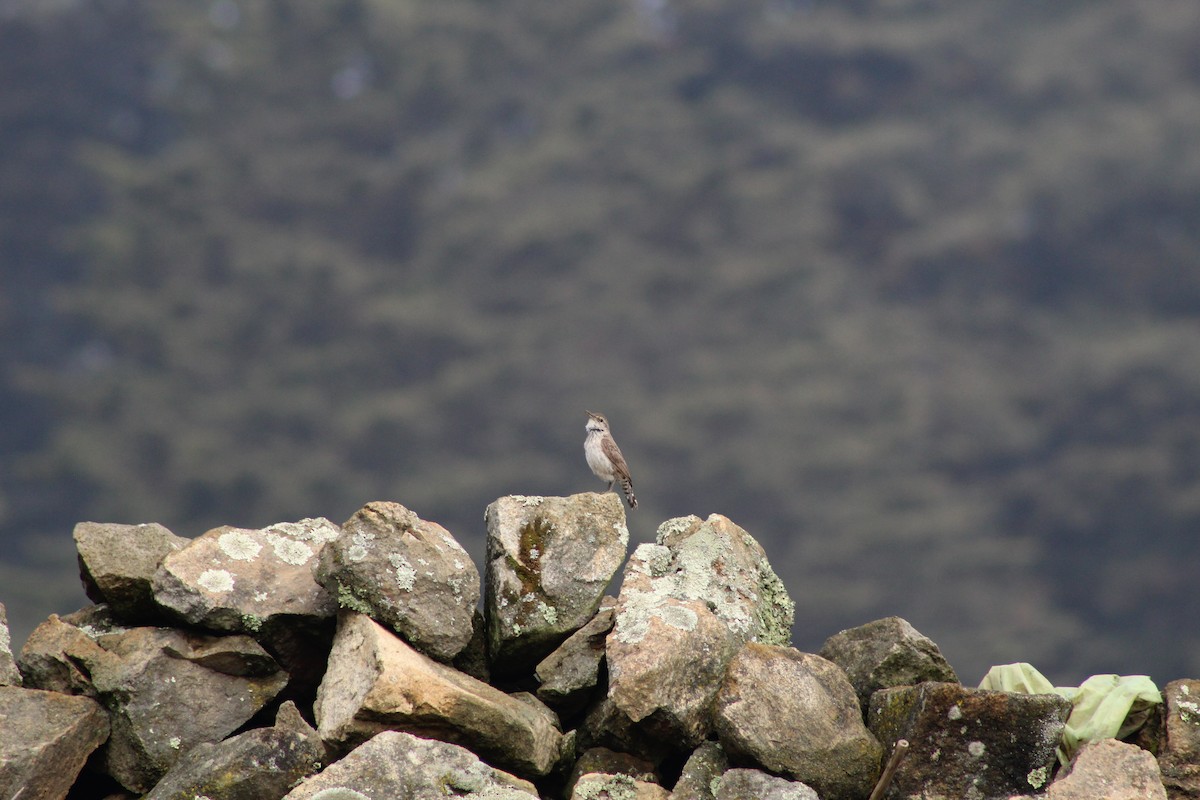 Rock Wren - ML450827481