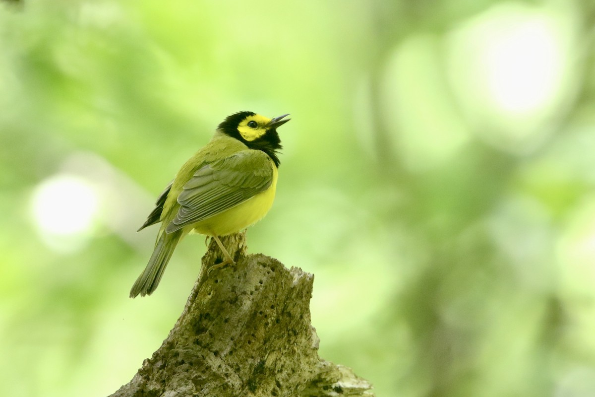 Hooded Warbler - ML450828691
