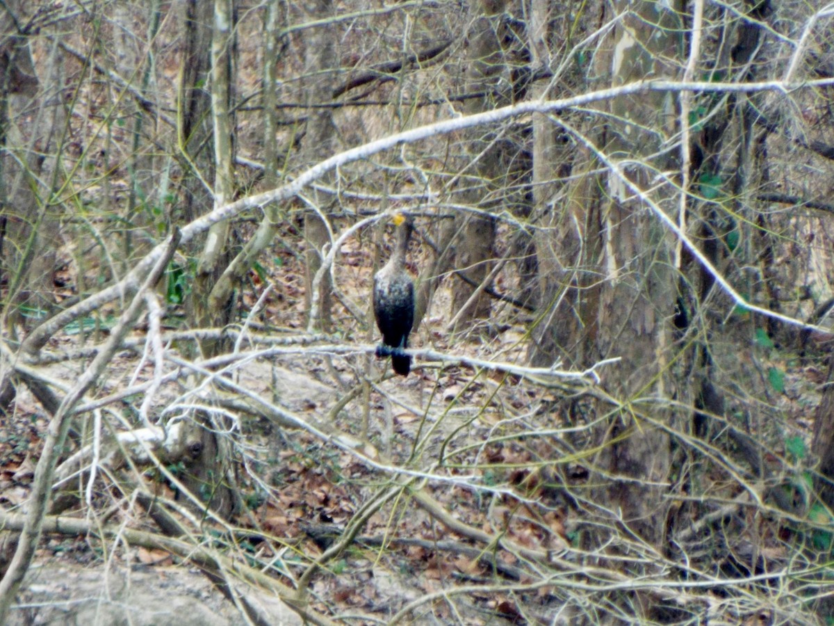 Neotropic Cormorant - Laurie Byrd