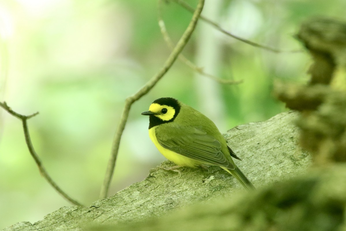 Hooded Warbler - ML450828841
