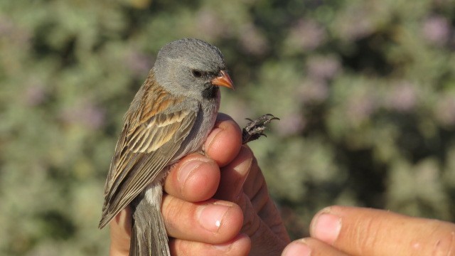 Black-chinned Sparrow - ML450830301