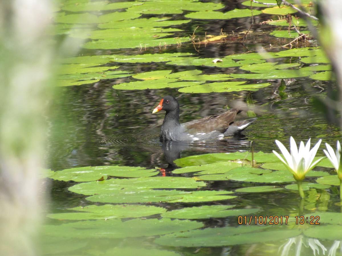 Gallinule d'Amérique - ML45083031