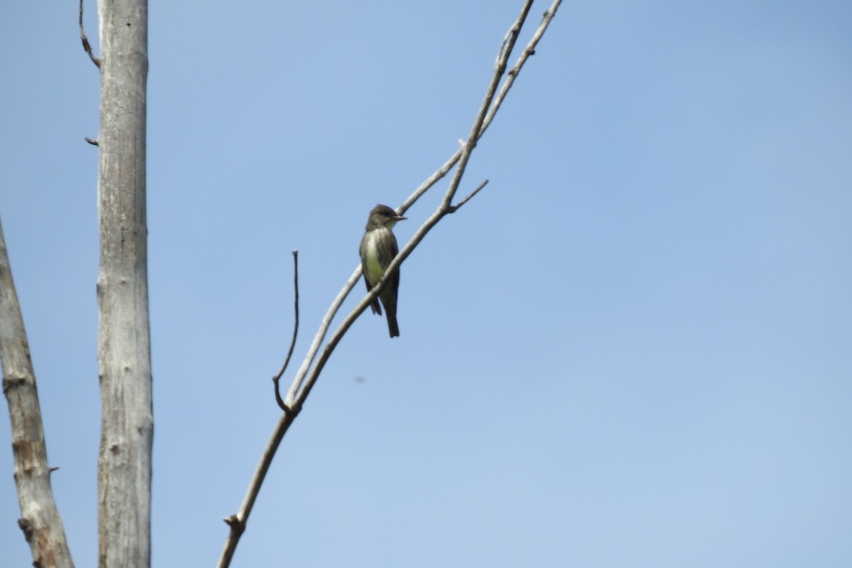 Olive-sided Flycatcher - ML450831731