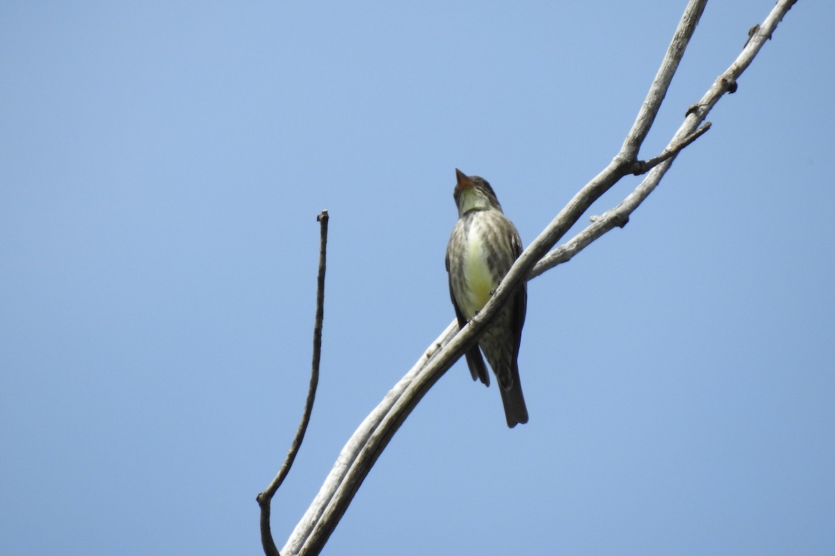 Olive-sided Flycatcher - ML450831741