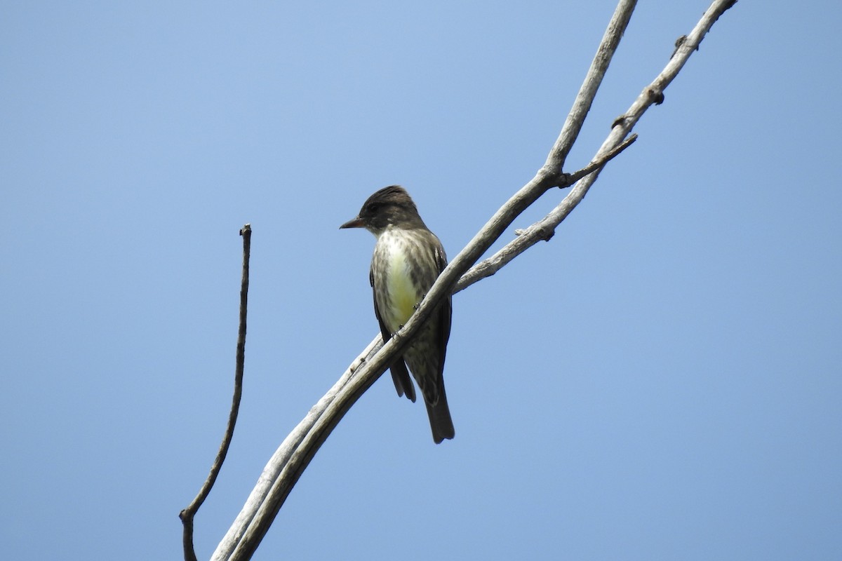 Olive-sided Flycatcher - ML450831751