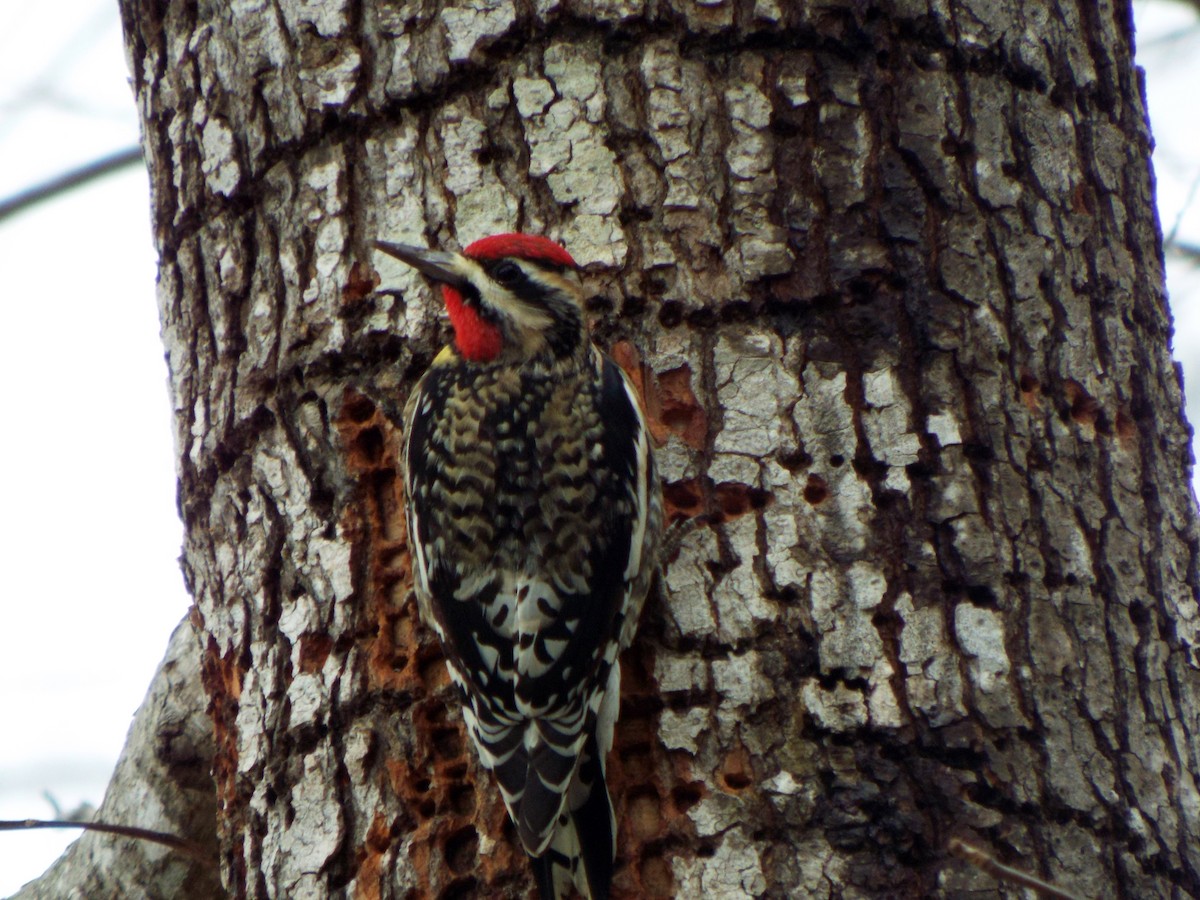 Yellow-bellied Sapsucker - ML45083201