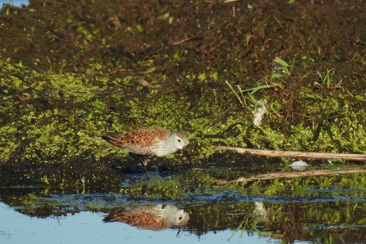 Dunlin - ML450832591