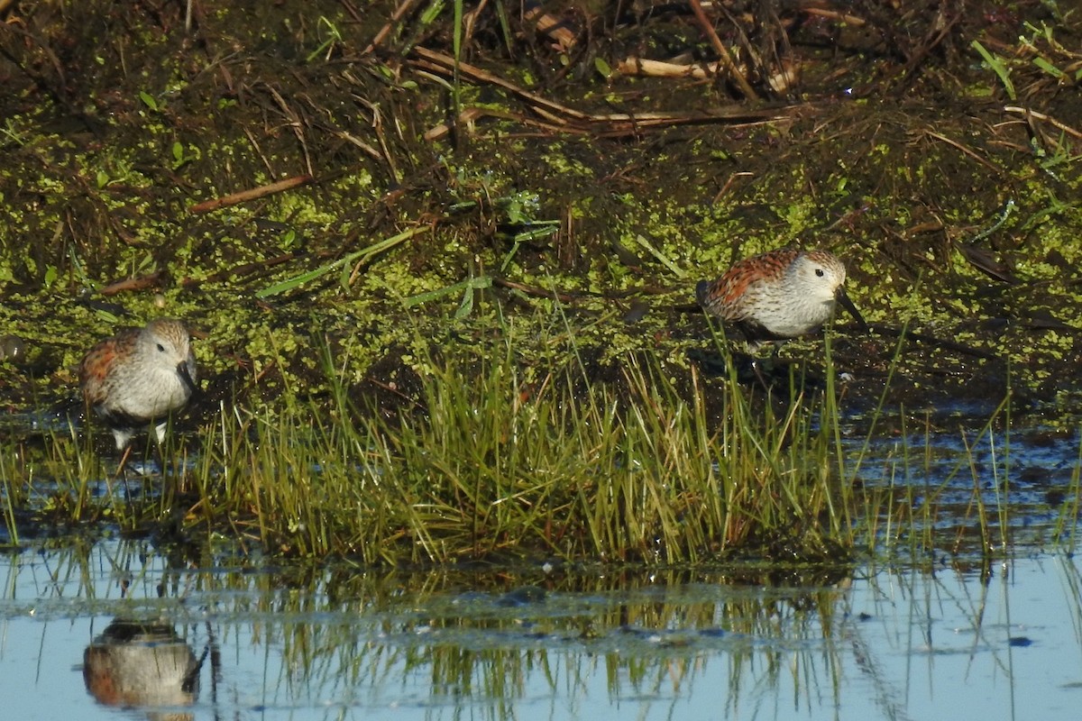 Dunlin - Dan Belter