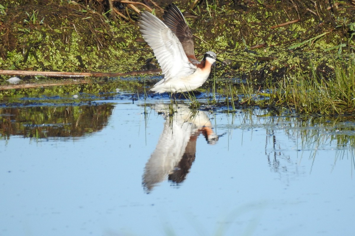 Wilson's Phalarope - Dan Belter