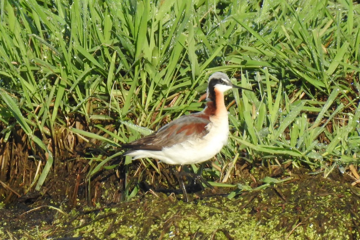 hvithalesvømmesnipe - ML450832771