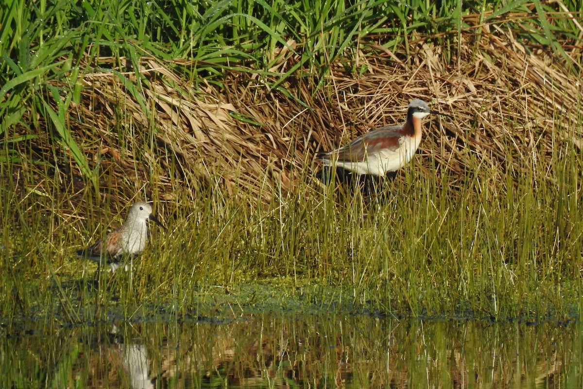 Falaropo Tricolor - ML450832791