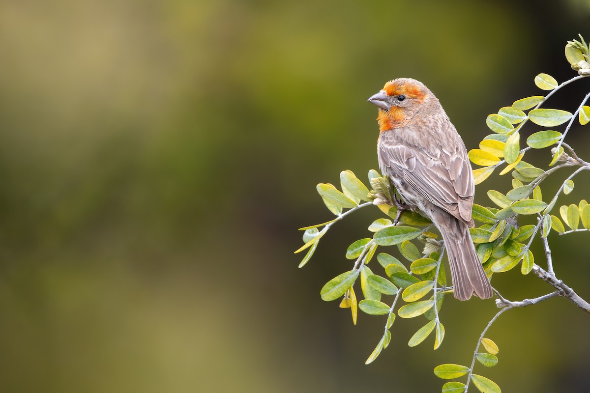 House Finch - ML450834591