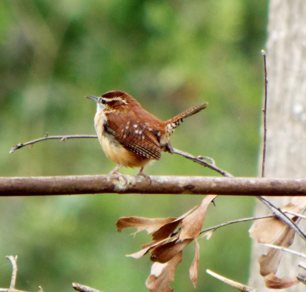 Carolina Wren - ML45083721