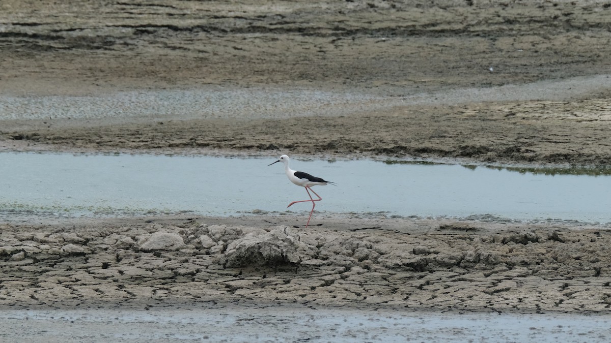 Black-winged Stilt - ML450837261