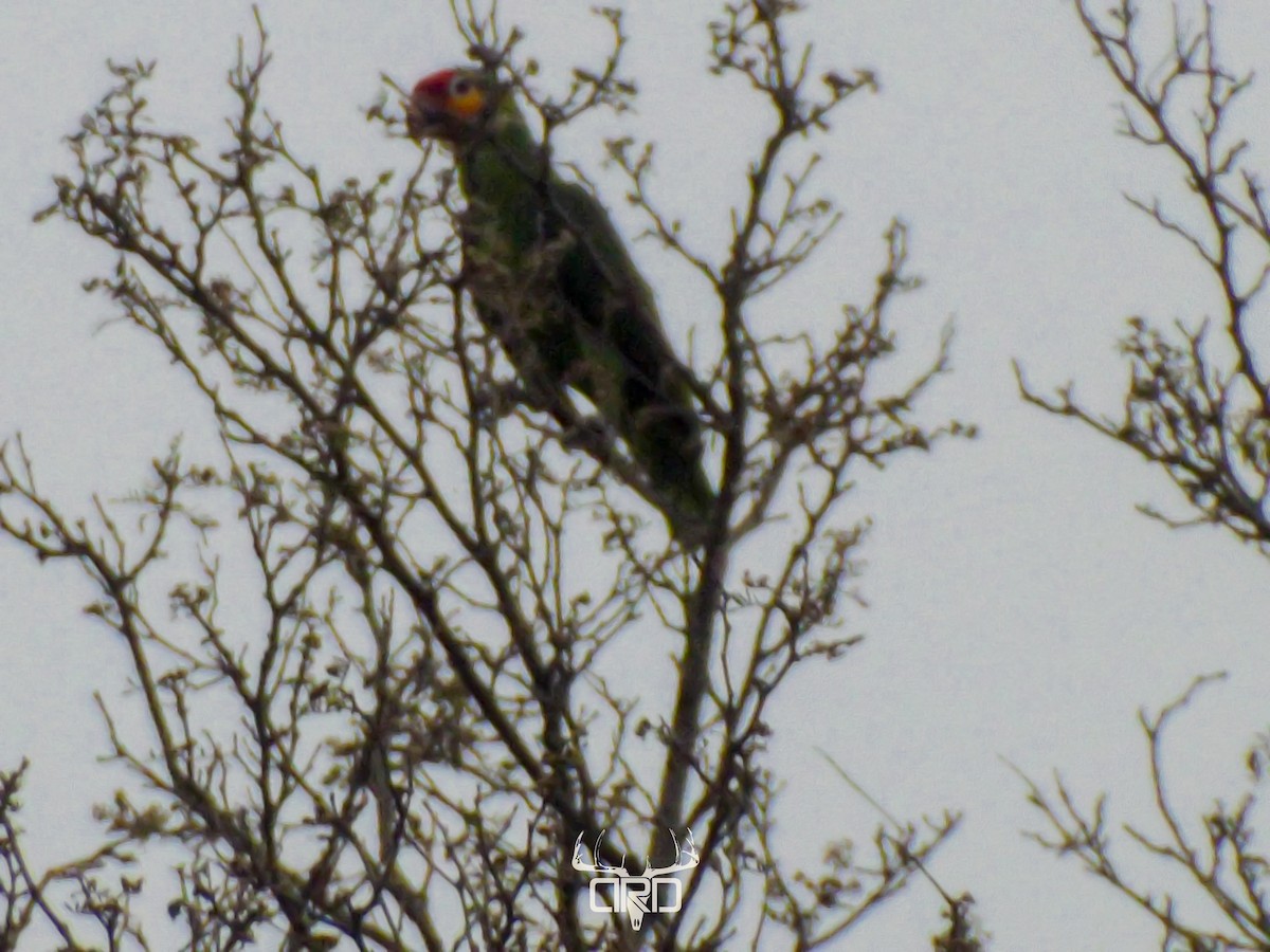 Red-lored Parrot - ML450840321