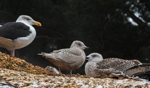 Iceland Gull (kumlieni/glaucoides) - ML45084221