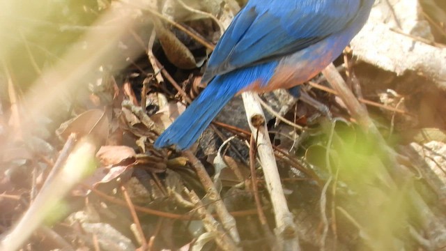 Rose-bellied Bunting - ML450842481