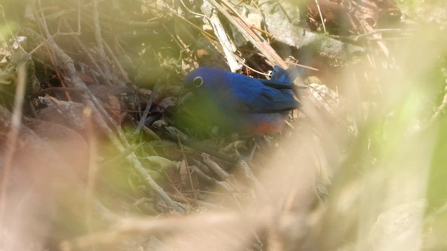 Rose-bellied Bunting - ML450842791