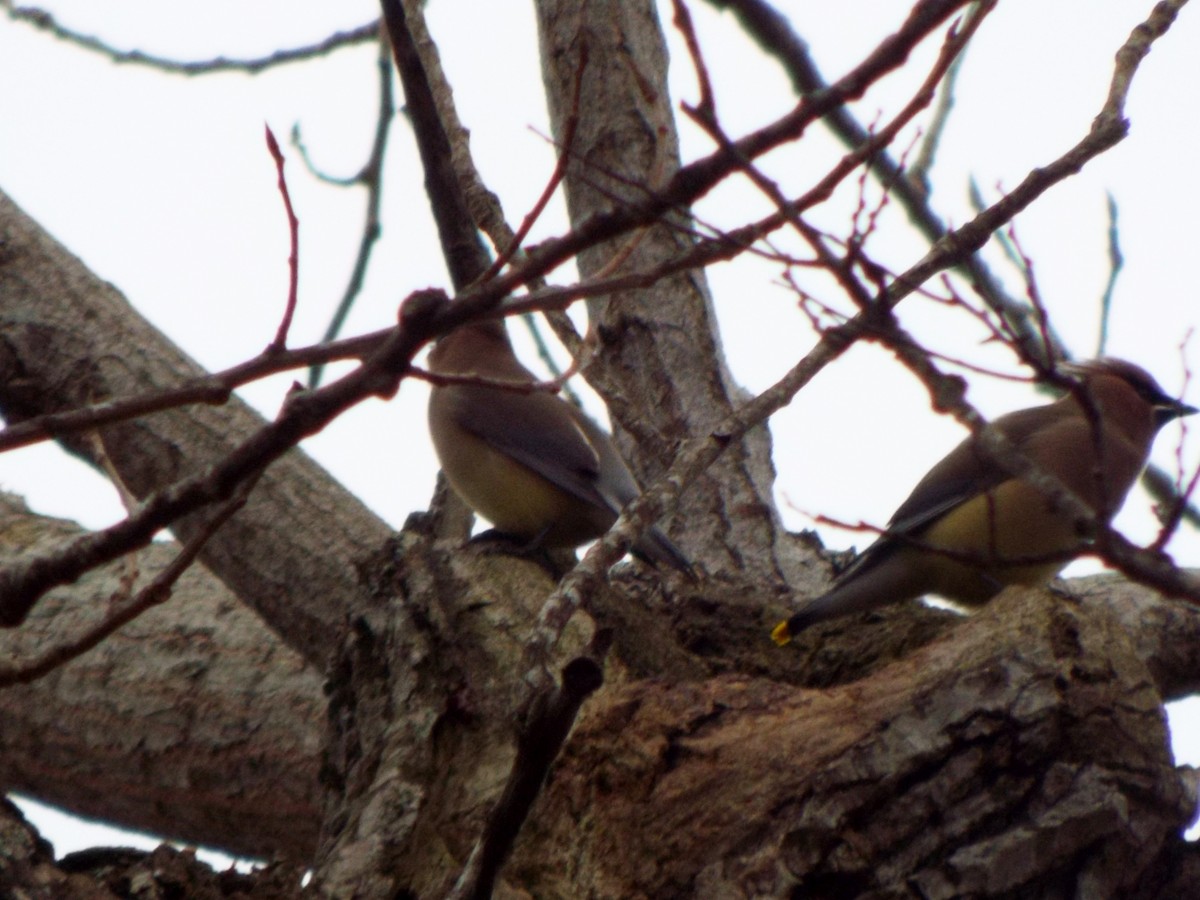 Cedar Waxwing - ML45084391