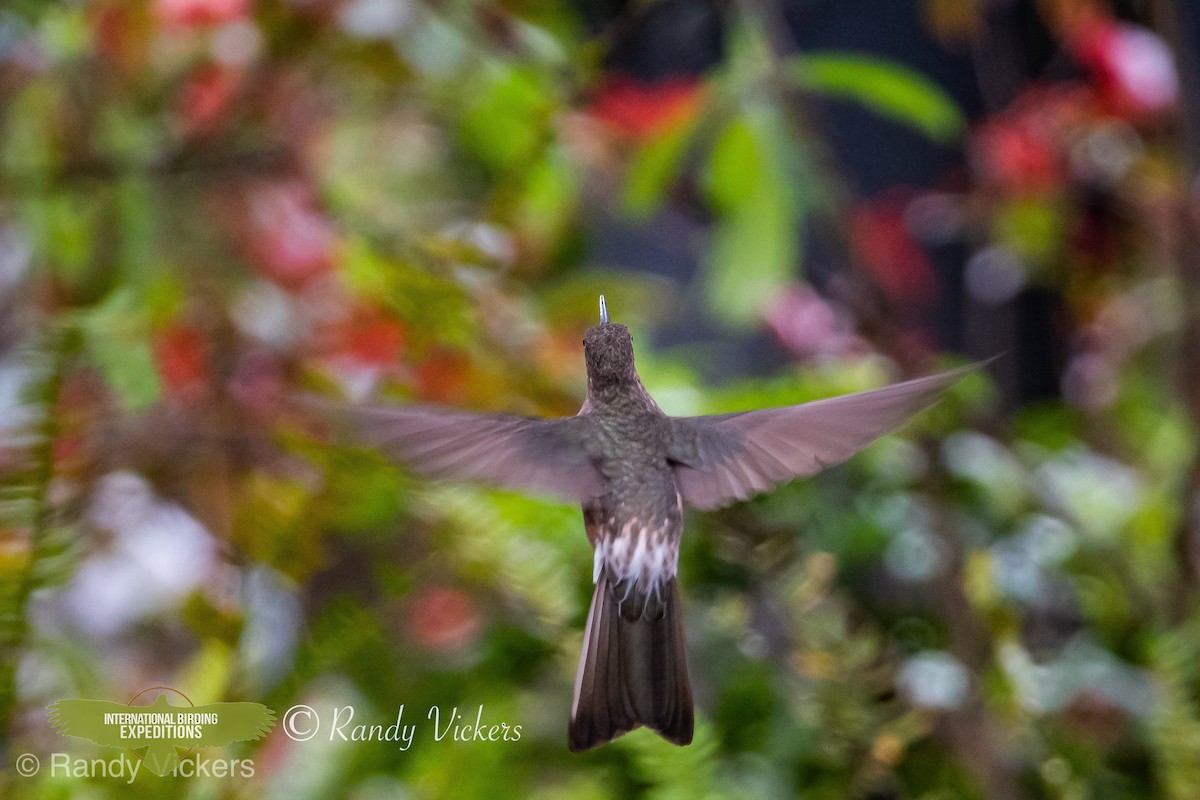 Giant Hummingbird - Randy Vickers