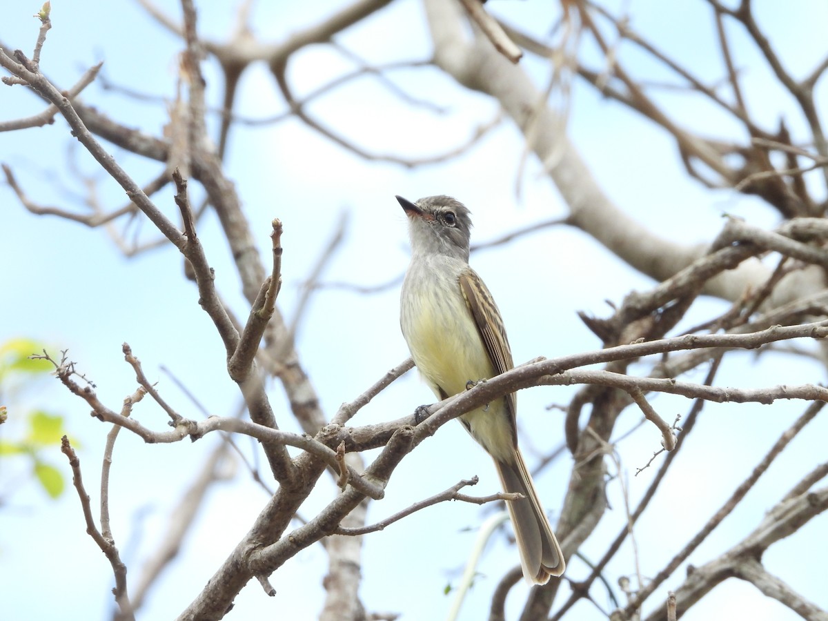 Flammulated Flycatcher - Isain Contreras