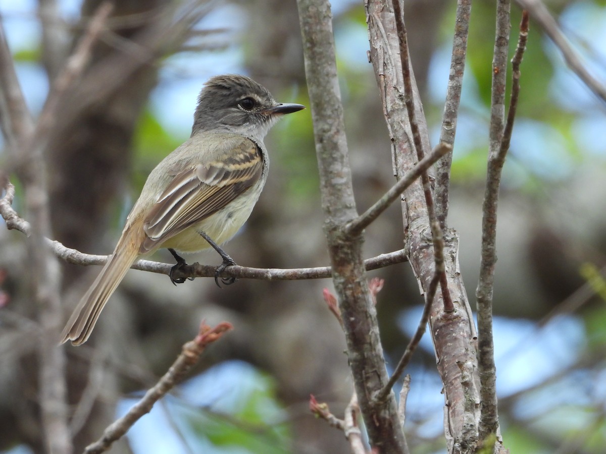 Flammulated Flycatcher - ML450844891