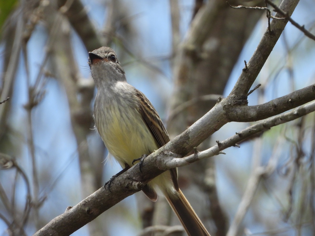 Flammulated Flycatcher - ML450845091