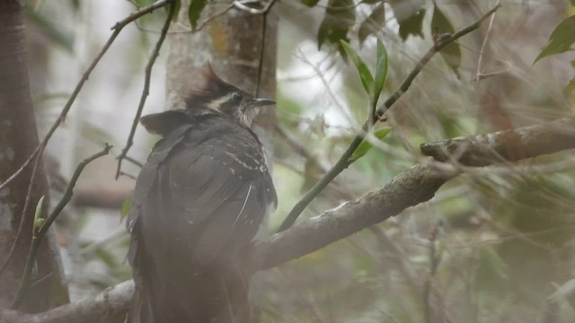 Cuclillo Faisán - ML450848301