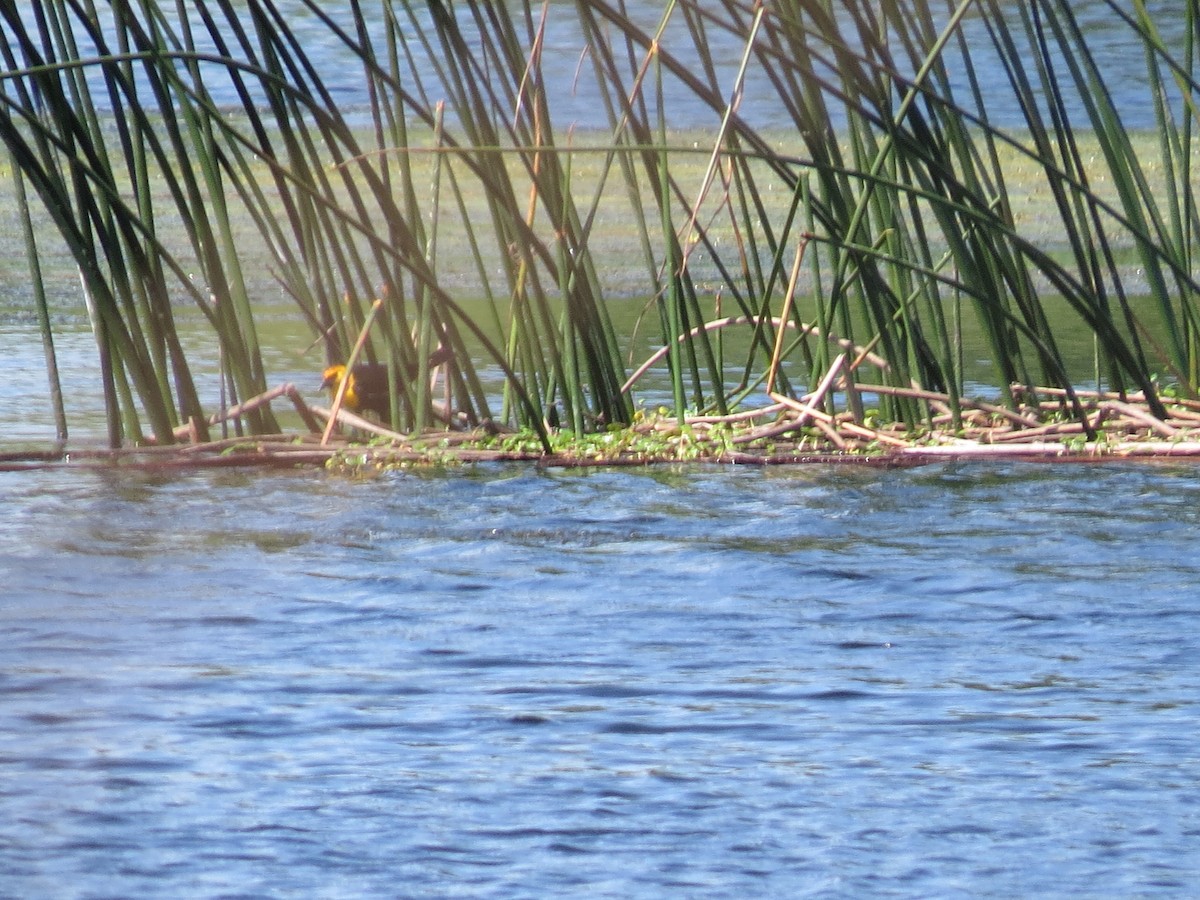 Yellow-headed Blackbird - ML450849881