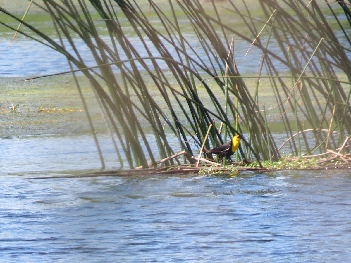 Yellow-headed Blackbird - ML450849891