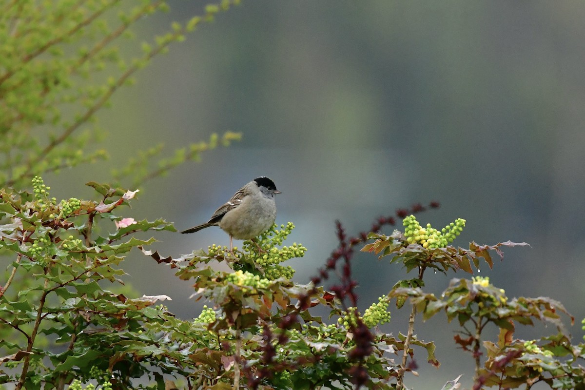 Golden-crowned Sparrow - Julia Flesaker