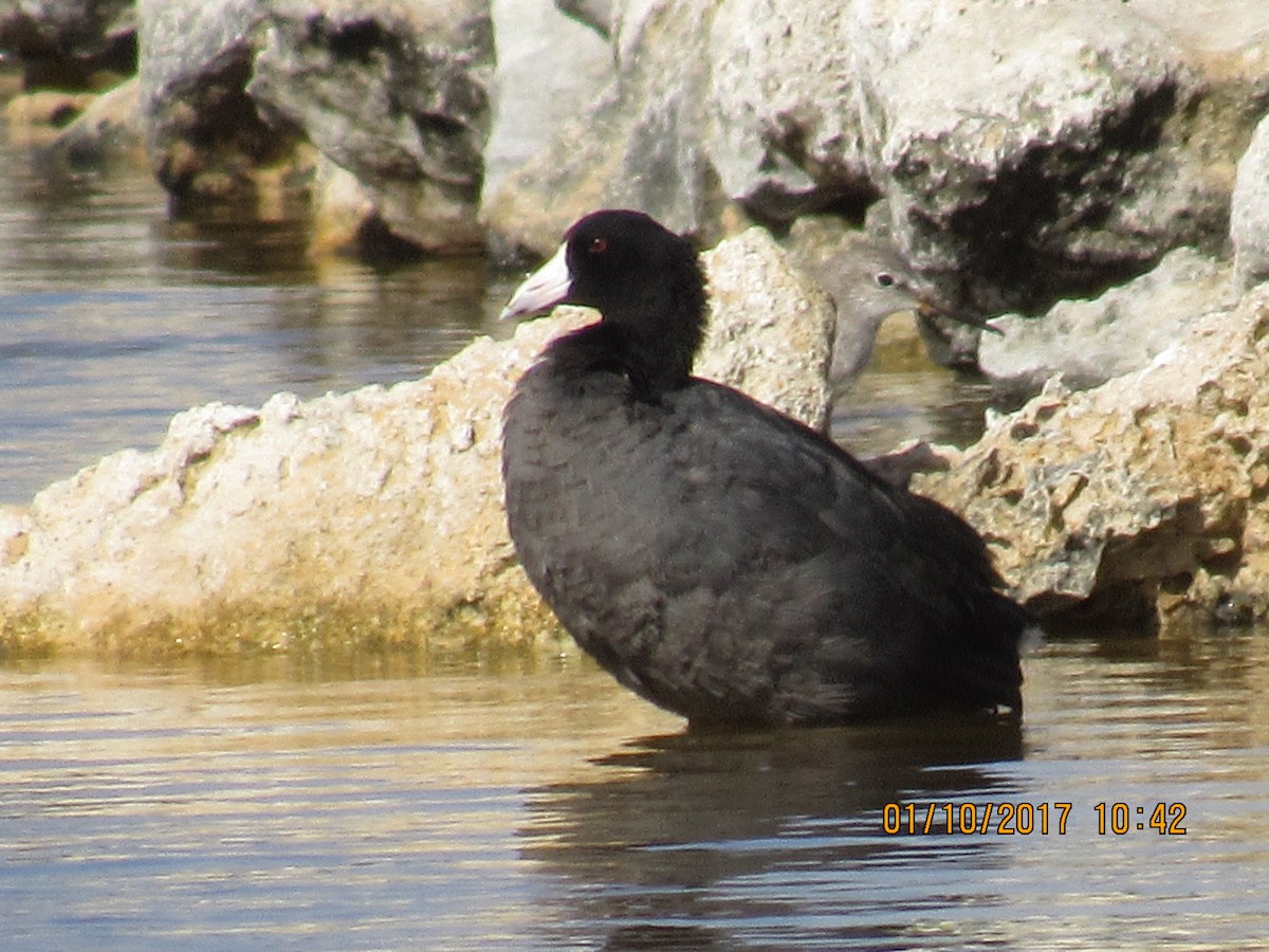 American Coot - ML45085061