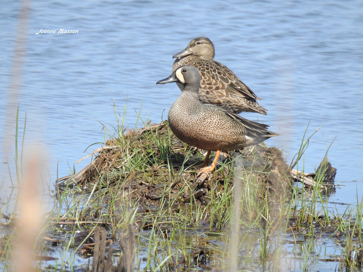 Blue-winged Teal - ML450850731